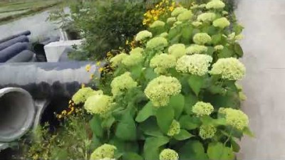 충남 공주 유구색동수국정원 수국축제일보다 먼저 방문했지만 나름 수국을 보며 힐링 만땅받고 왔네용