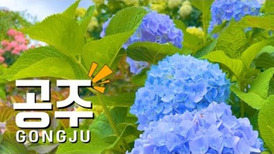 국내여행지 BEST 공주시 가볼만한곳 코끼리 마늘꽃 여름의 여왕 수국가득 공주여행