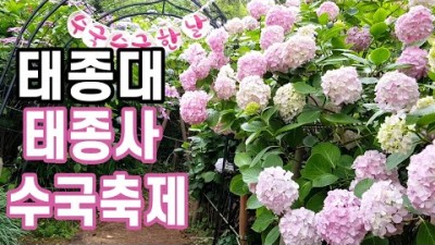[일상12]2020 태종사 수국축제 6월하순 - 7월초 태종대 부산명소 숲속힐링
